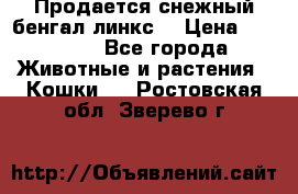 Продается снежный бенгал(линкс) › Цена ­ 25 000 - Все города Животные и растения » Кошки   . Ростовская обл.,Зверево г.